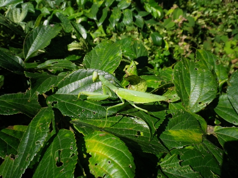 対象種詳細：環境省