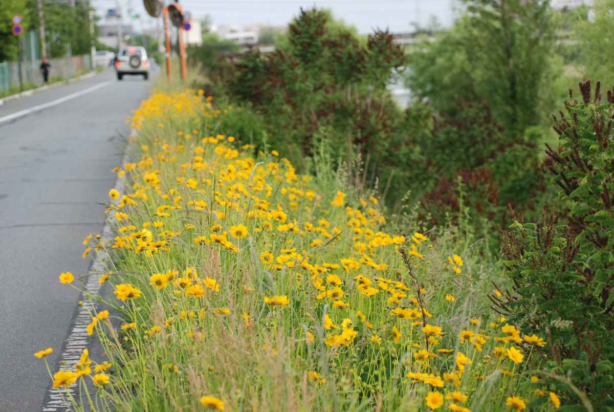 対象種詳細 環境省