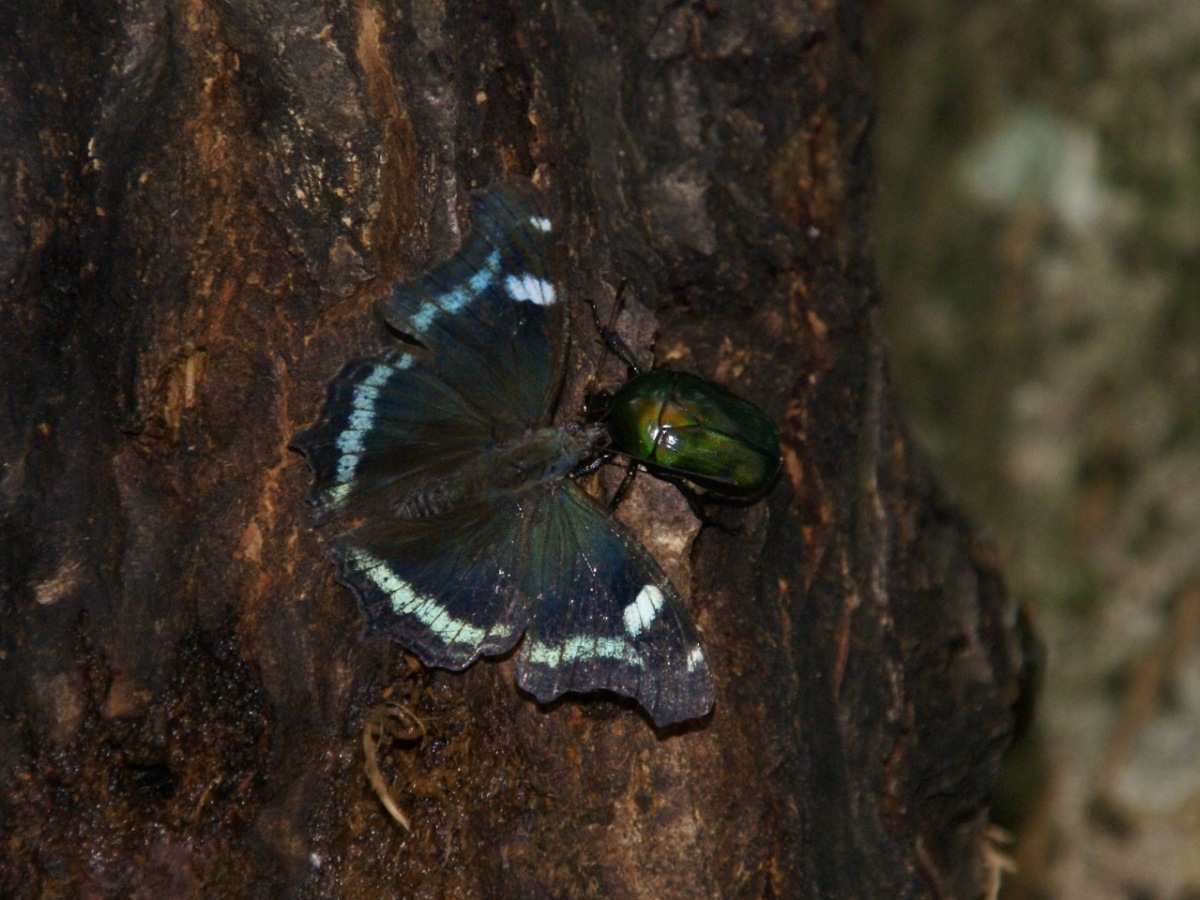 mol-74 ルリタテハ 対象種詳細：環境省