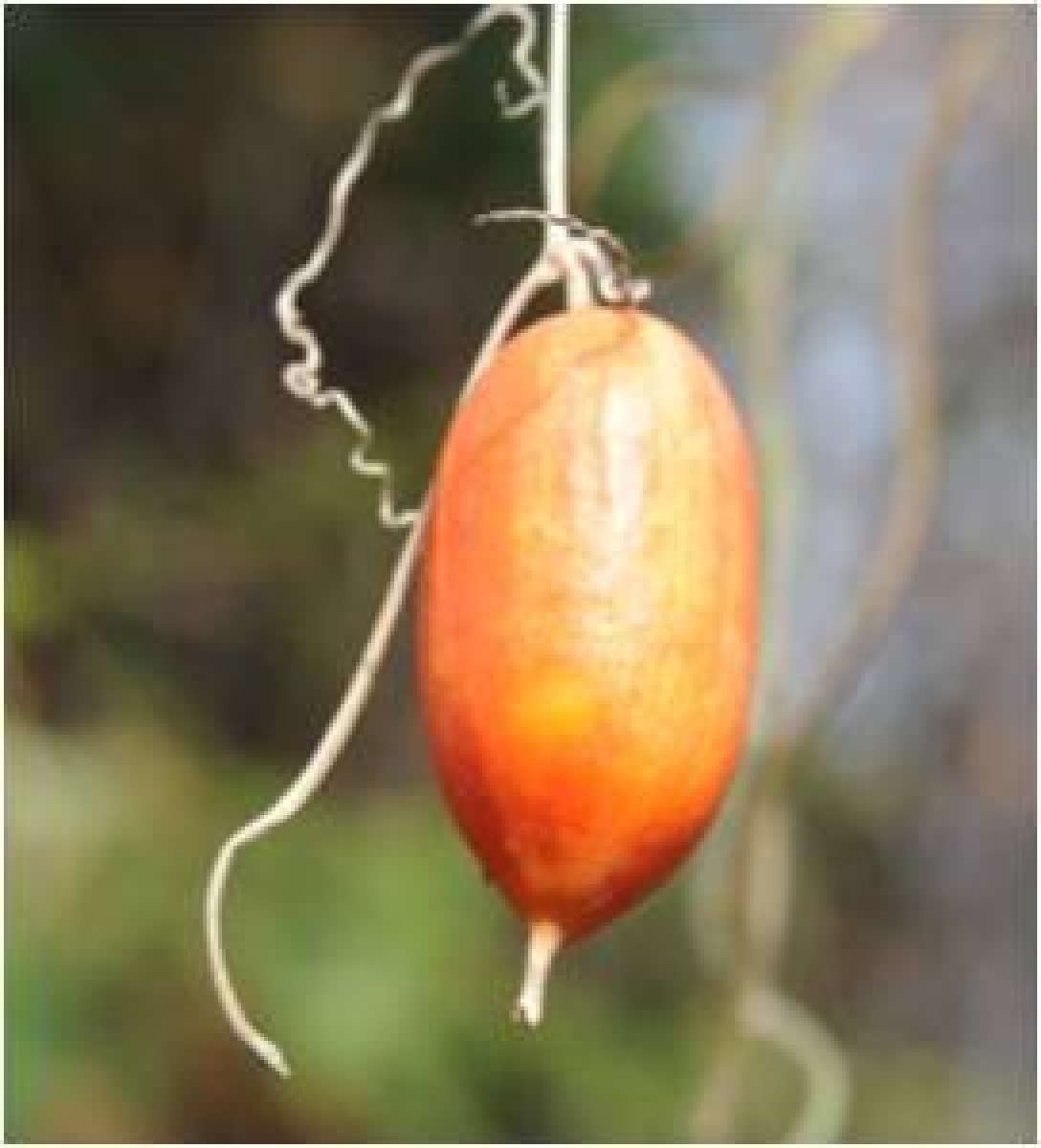 対象種詳細 環境省