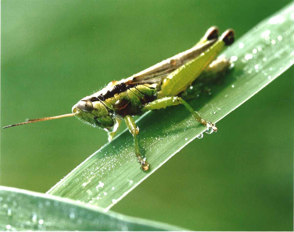 対象種詳細：環境省