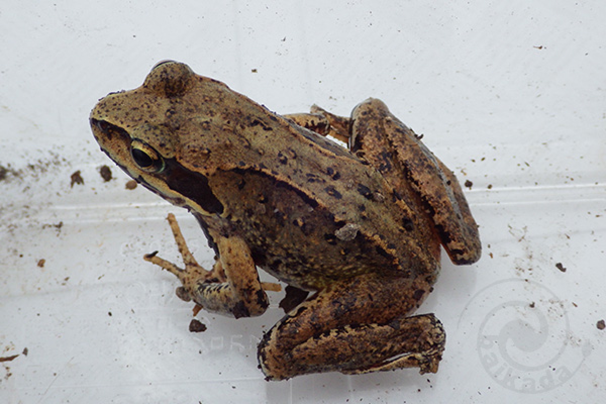 対象種詳細：環境省