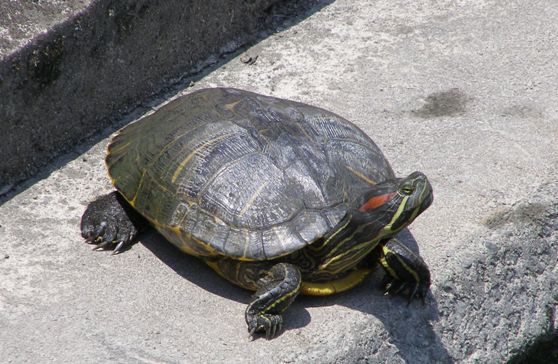 対象種詳細：環境省