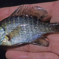 対象種詳細 環境省