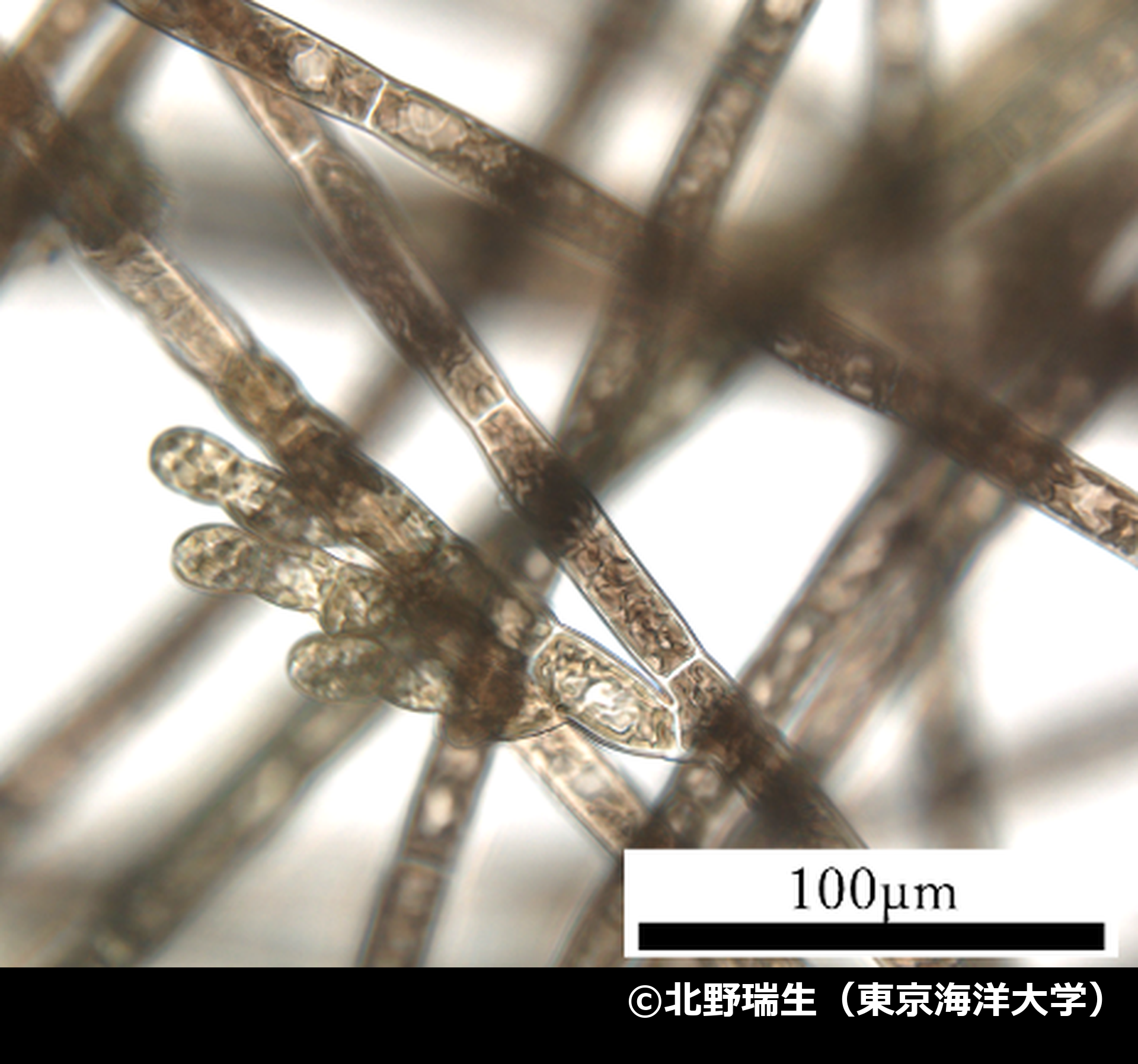 「フトチスジノリ」の写真1