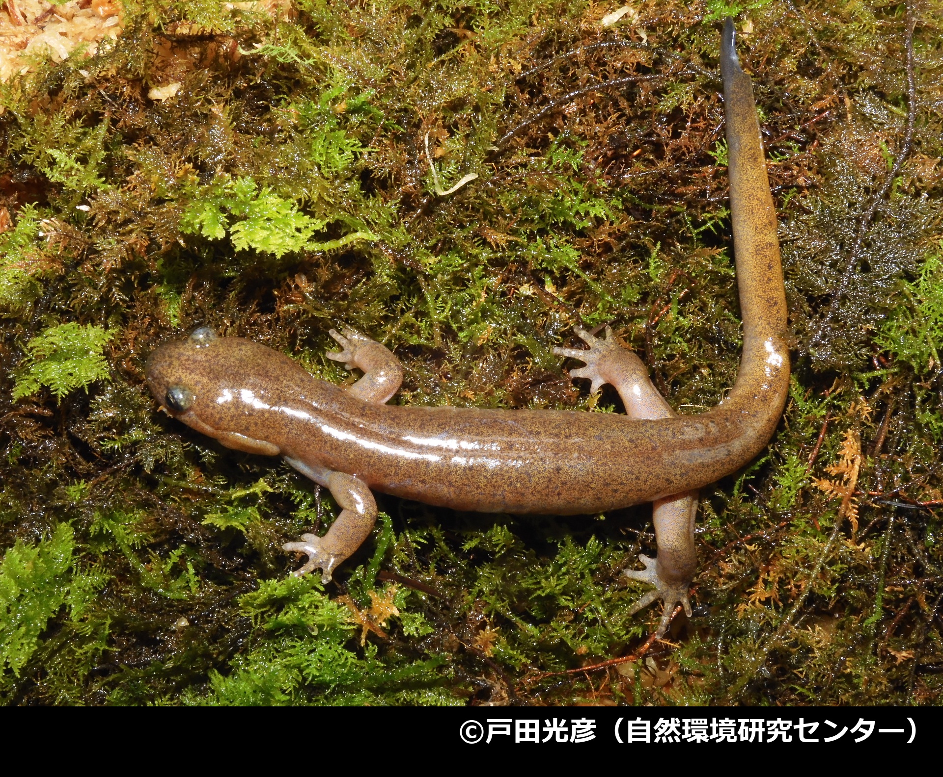 「タゴサンショウウオ」の写真1