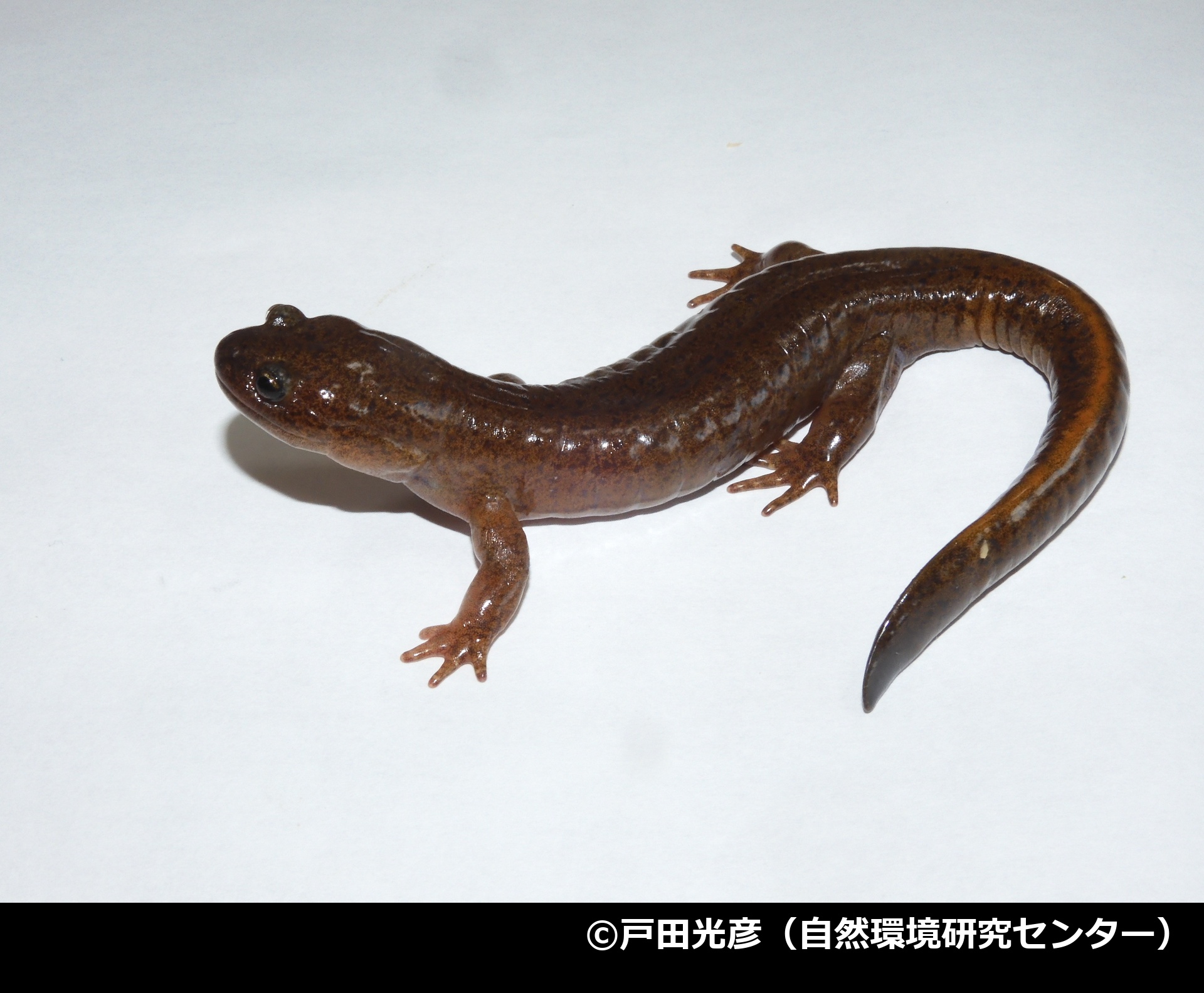 「タゴサンショウウオ」の写真2