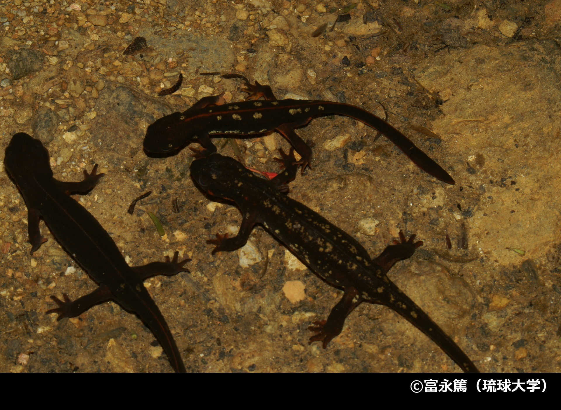 「オキナワシリケンイモリ」の写真1