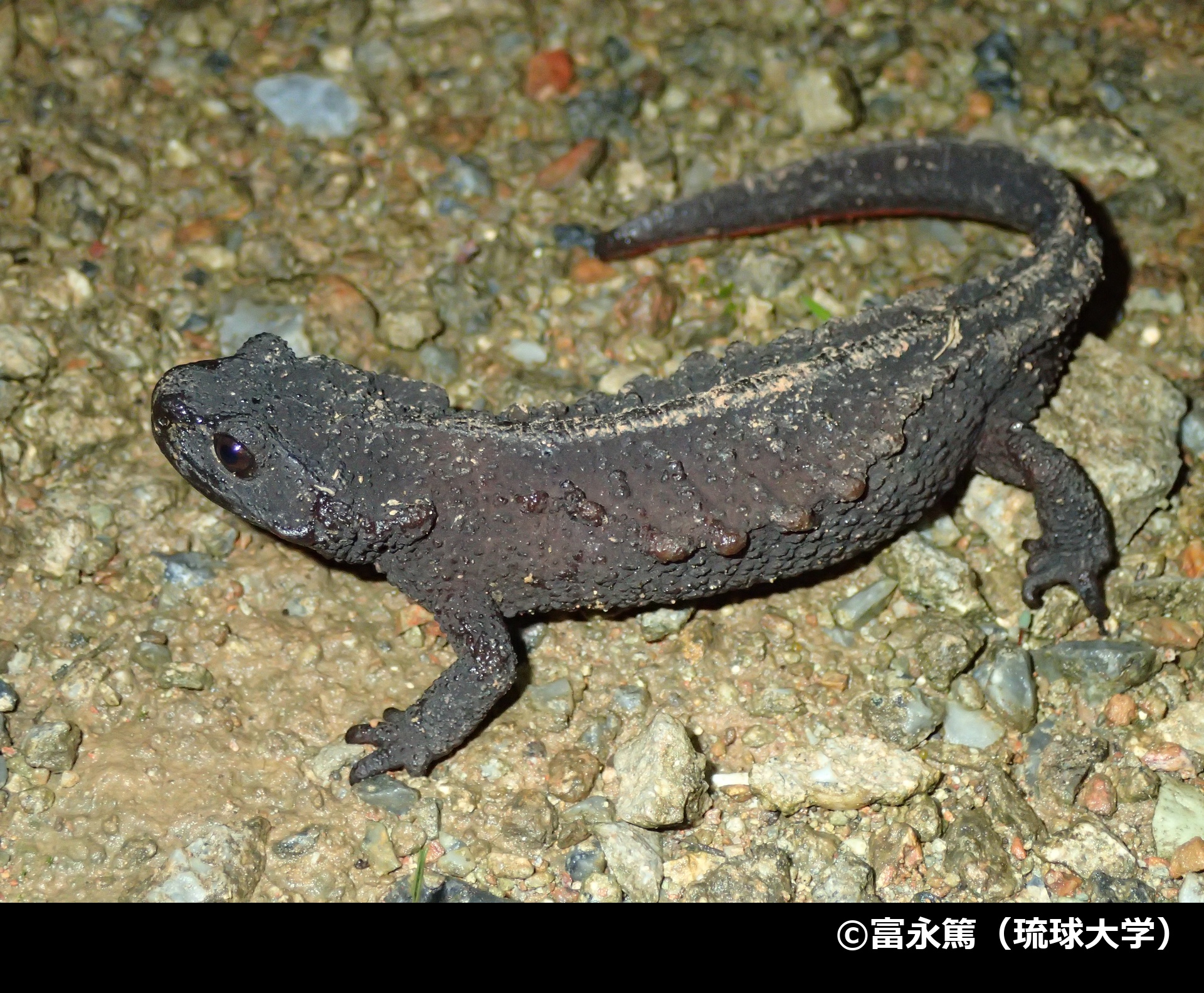 「オキナワイボイモリ」の写真1