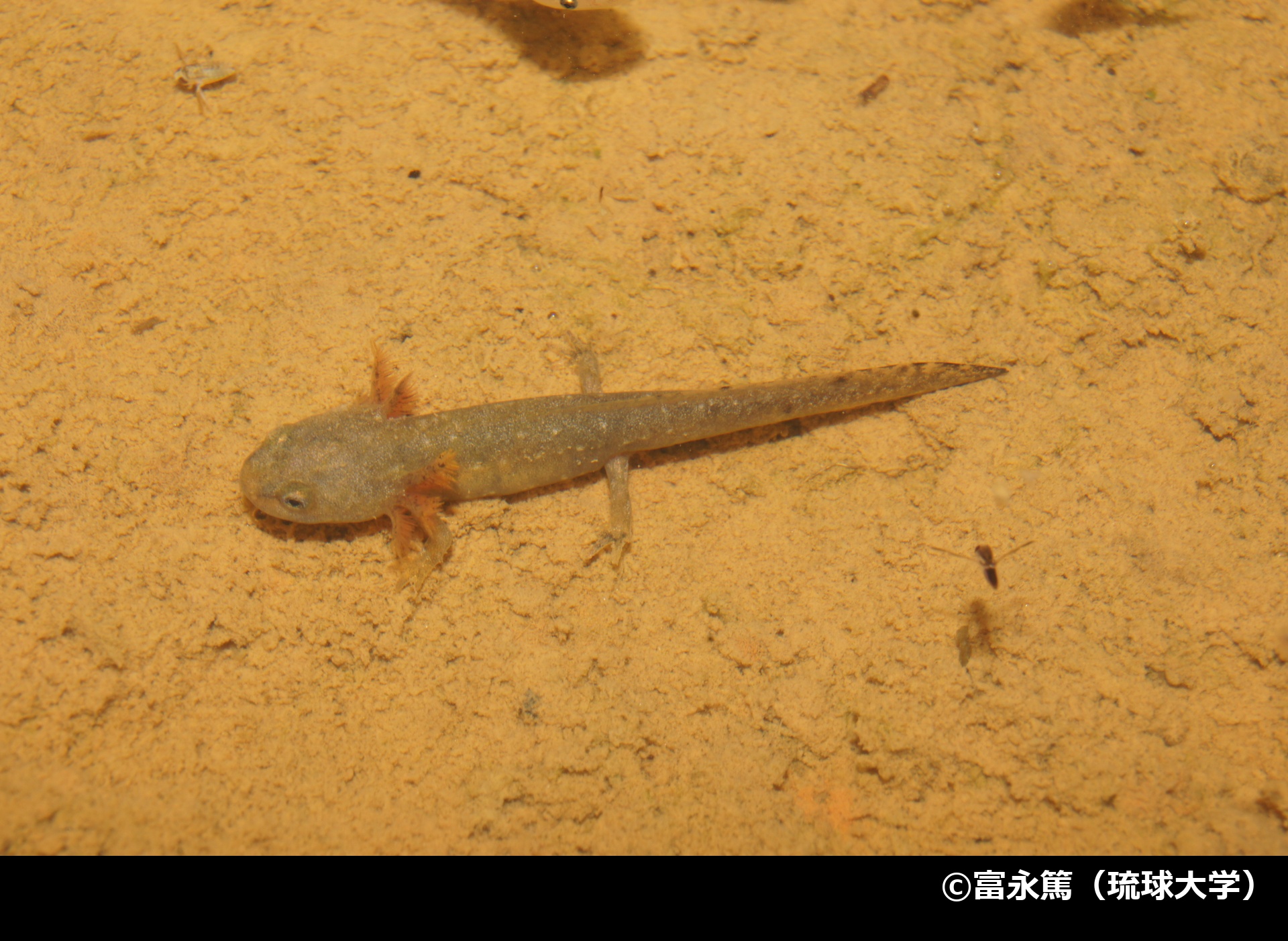 「オキナワイボイモリ」の写真2