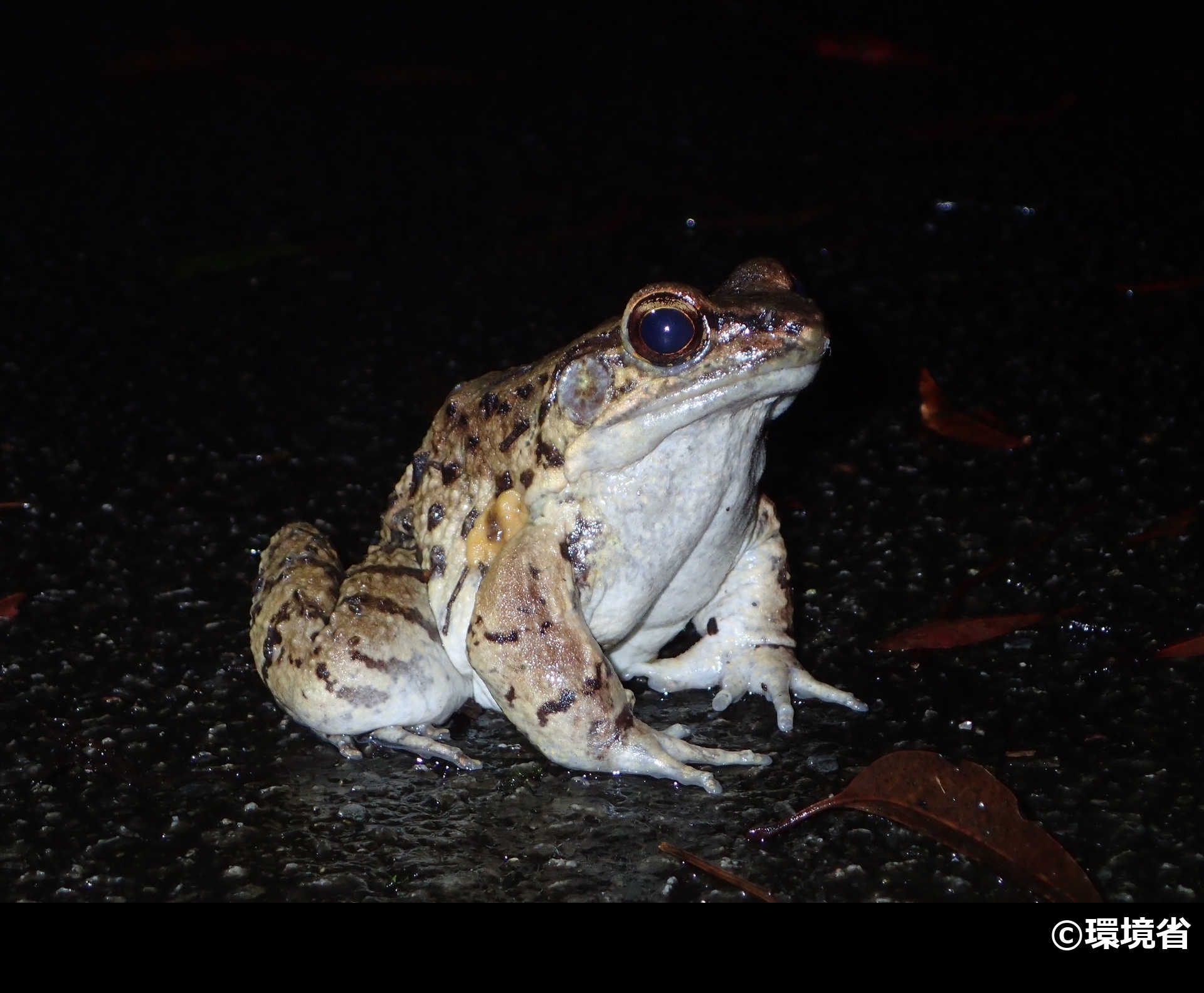 「ホルストガエル」の写真1
