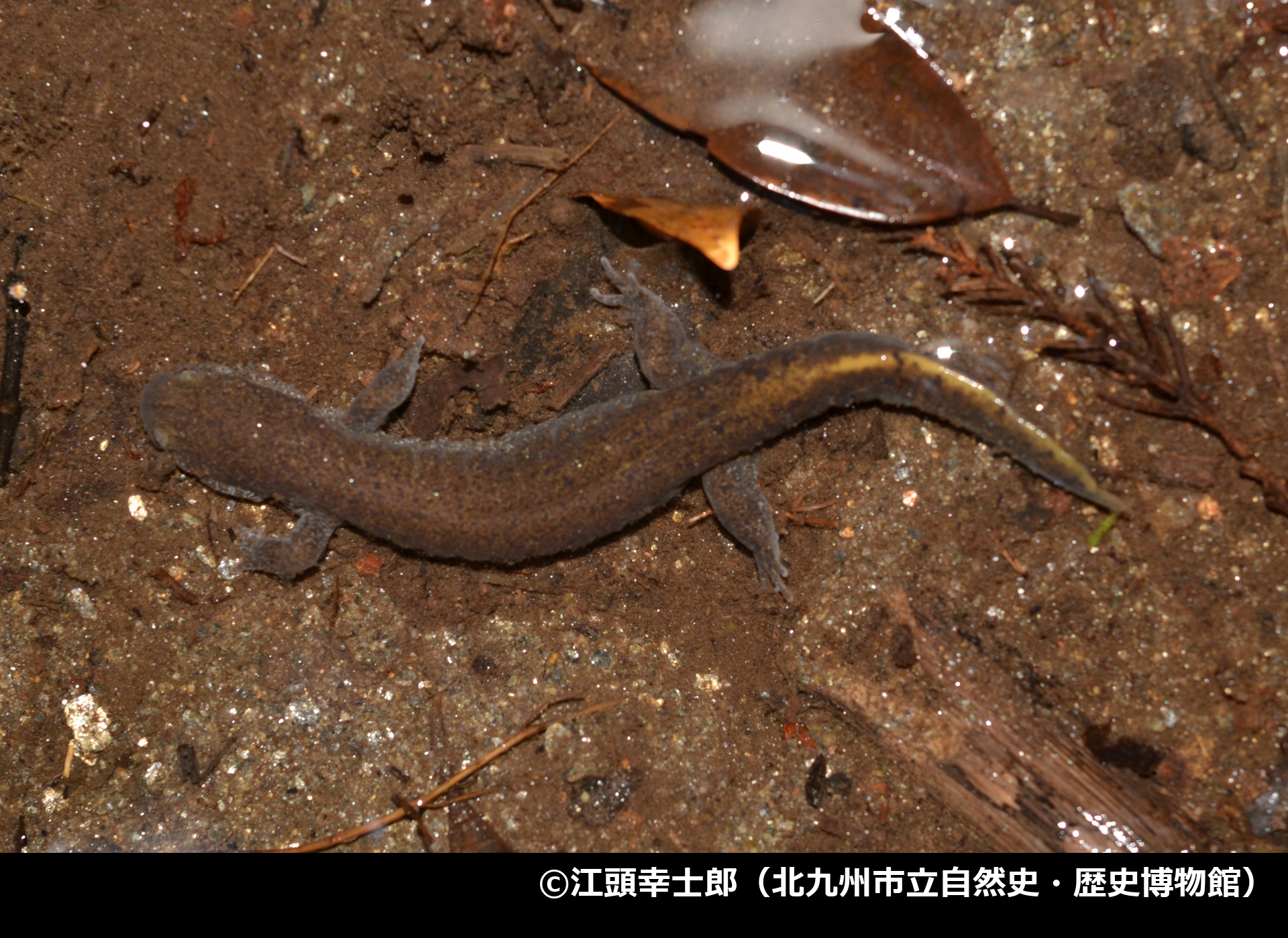 「カスミサンショウウオ」の写真1
