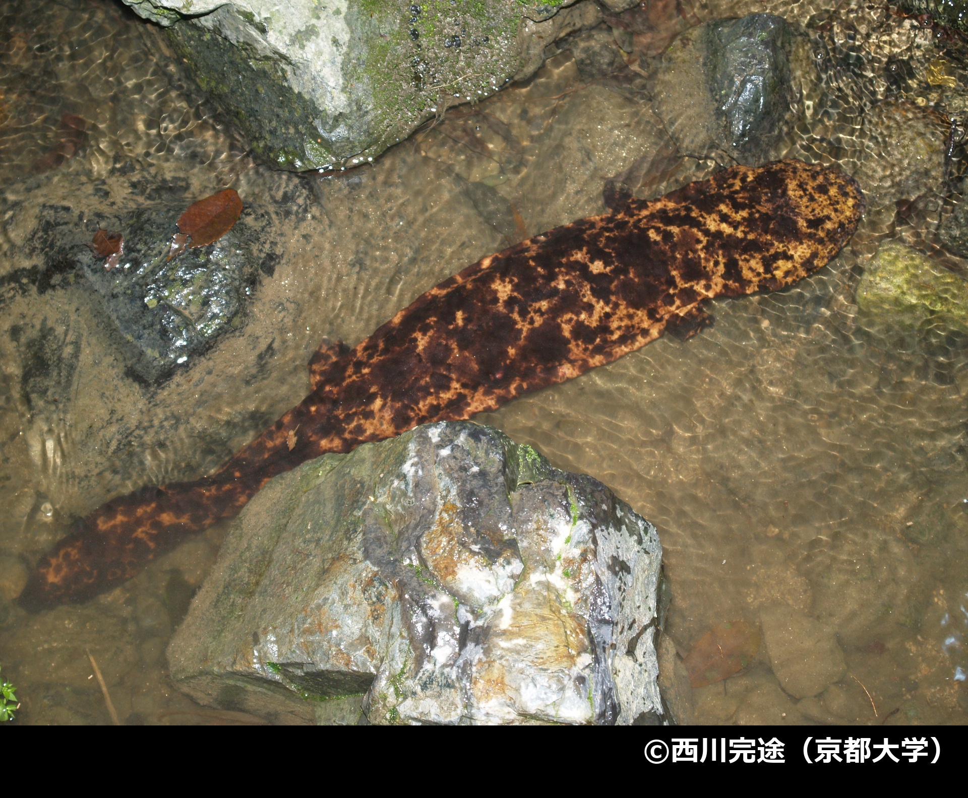 「オオサンショウウオ」の写真1