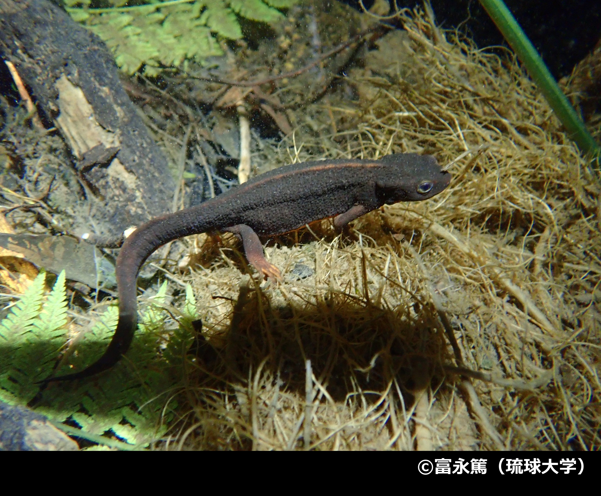 「アマミシリケンイモリ」の写真1