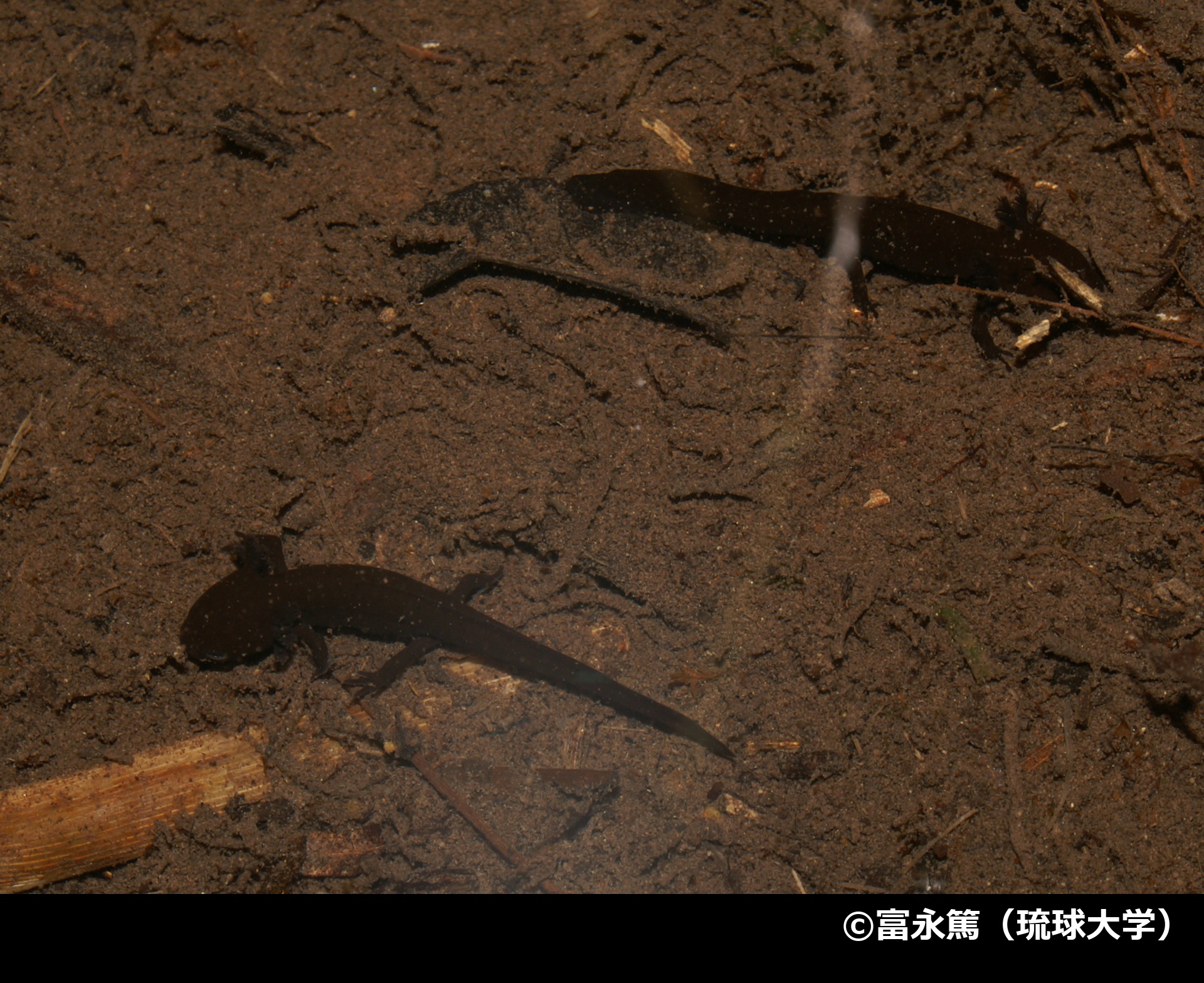 「アマミシリケンイモリ」の写真2