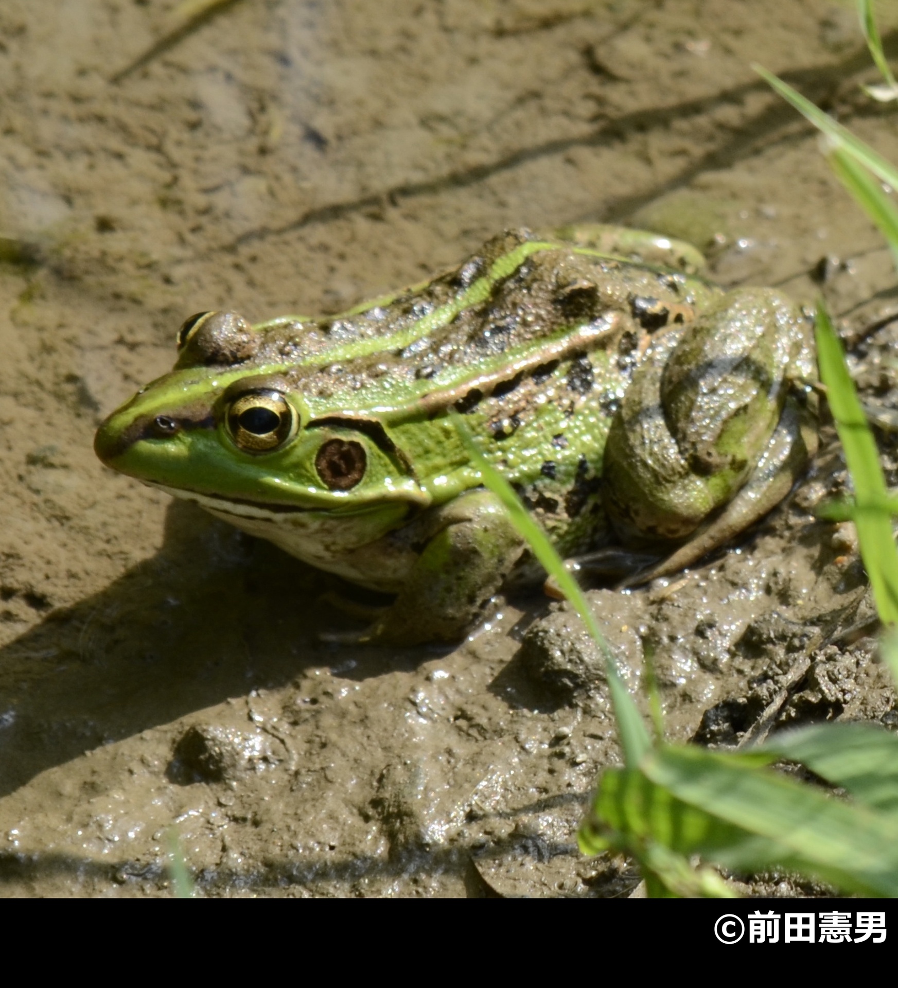 「トウキョウダルマガエル」の写真1