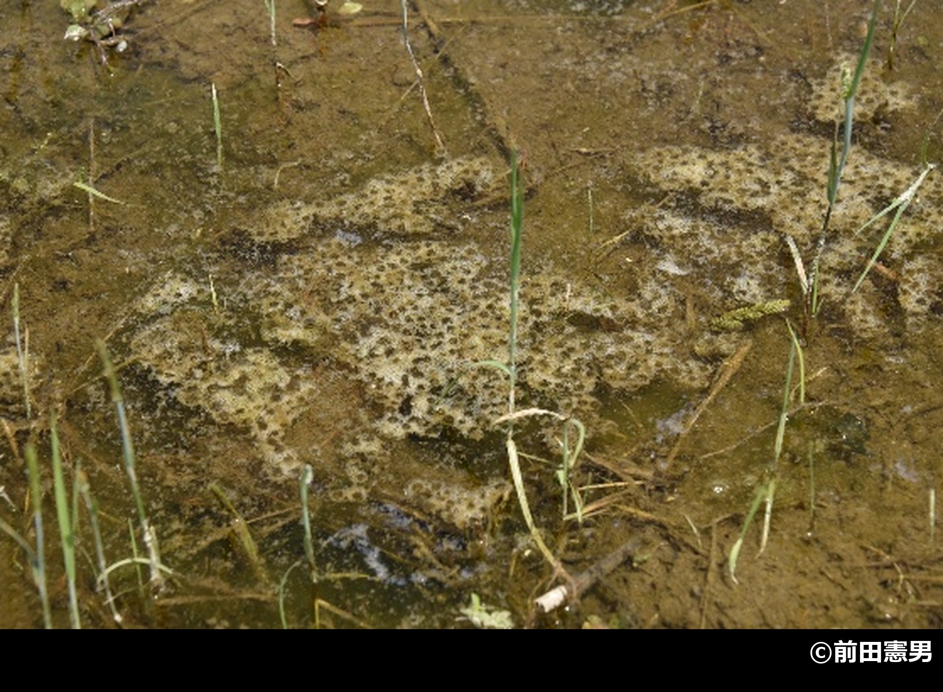 「トウキョウダルマガエル」の写真2
