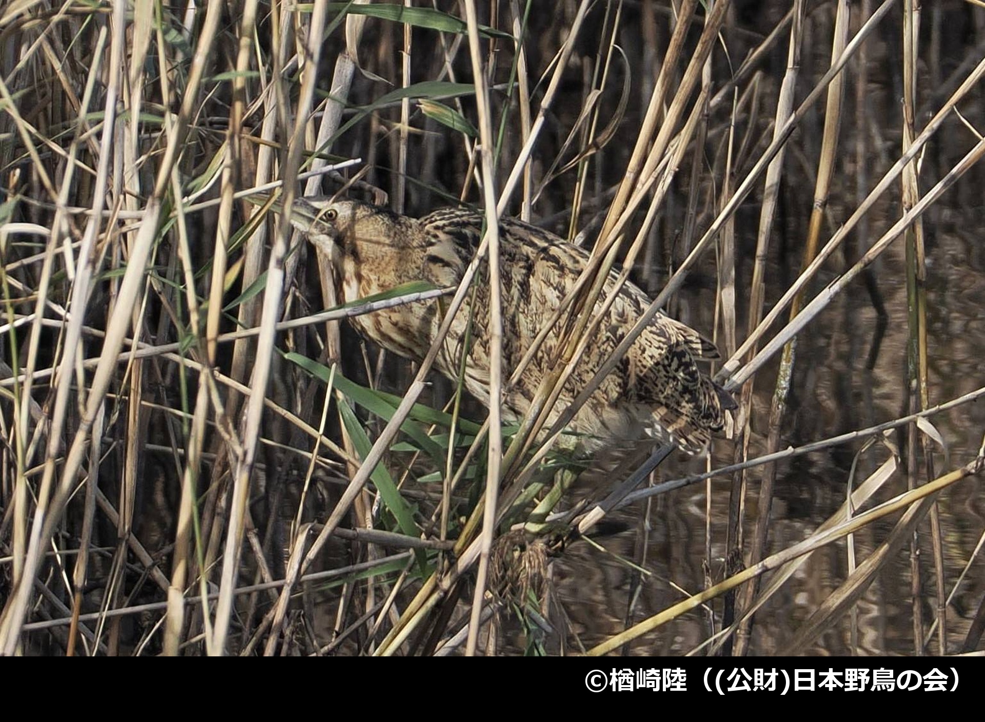 「サンカノゴイ」の写真1