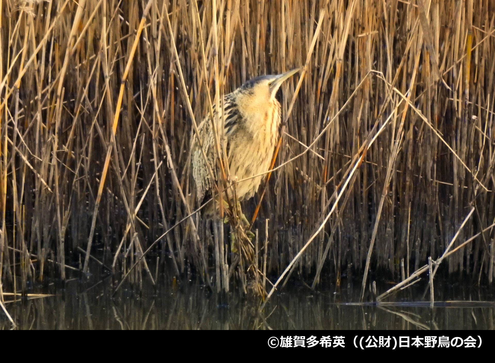 「サンカノゴイ」の写真2