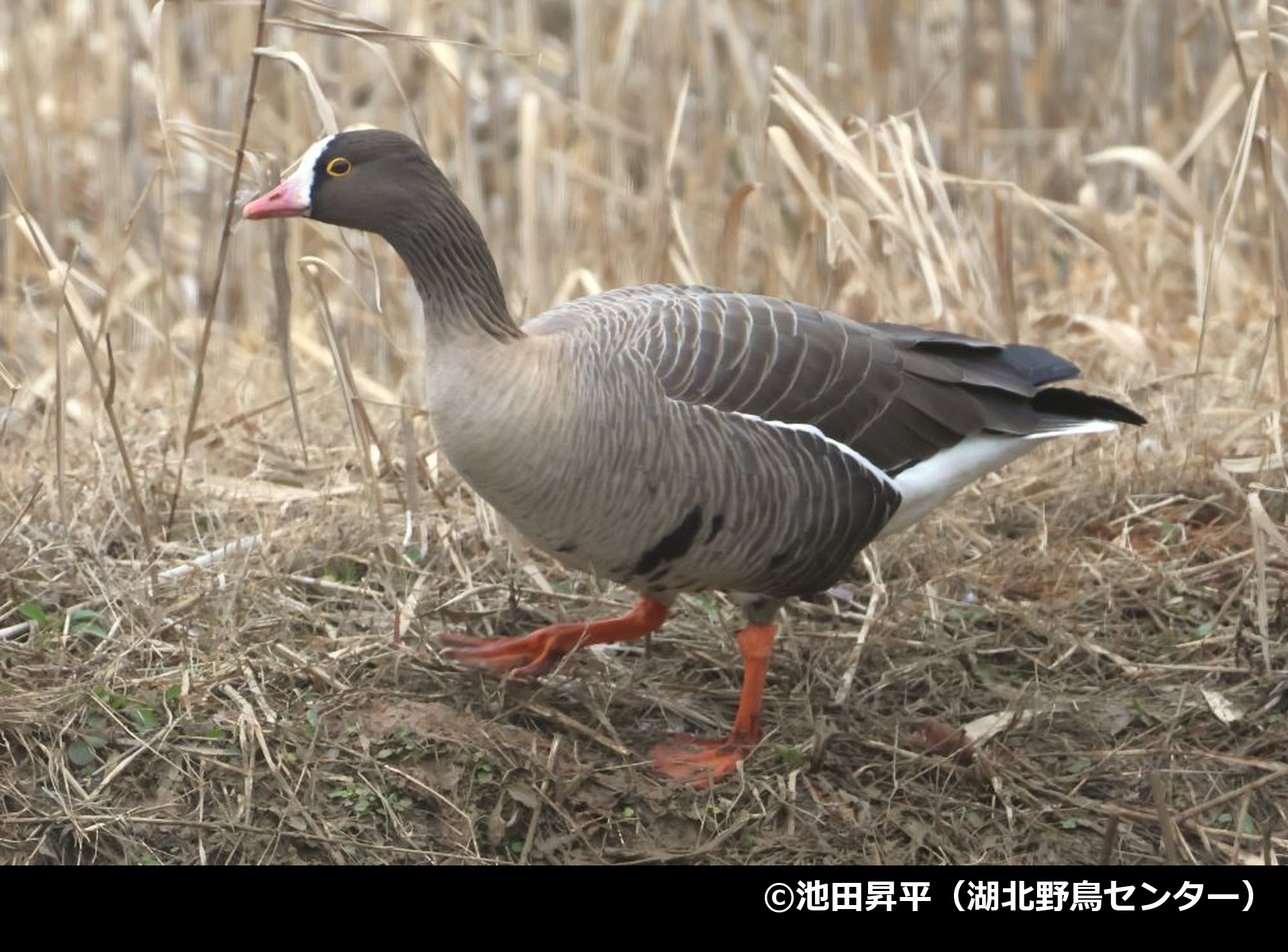 「カリガネ」の写真1