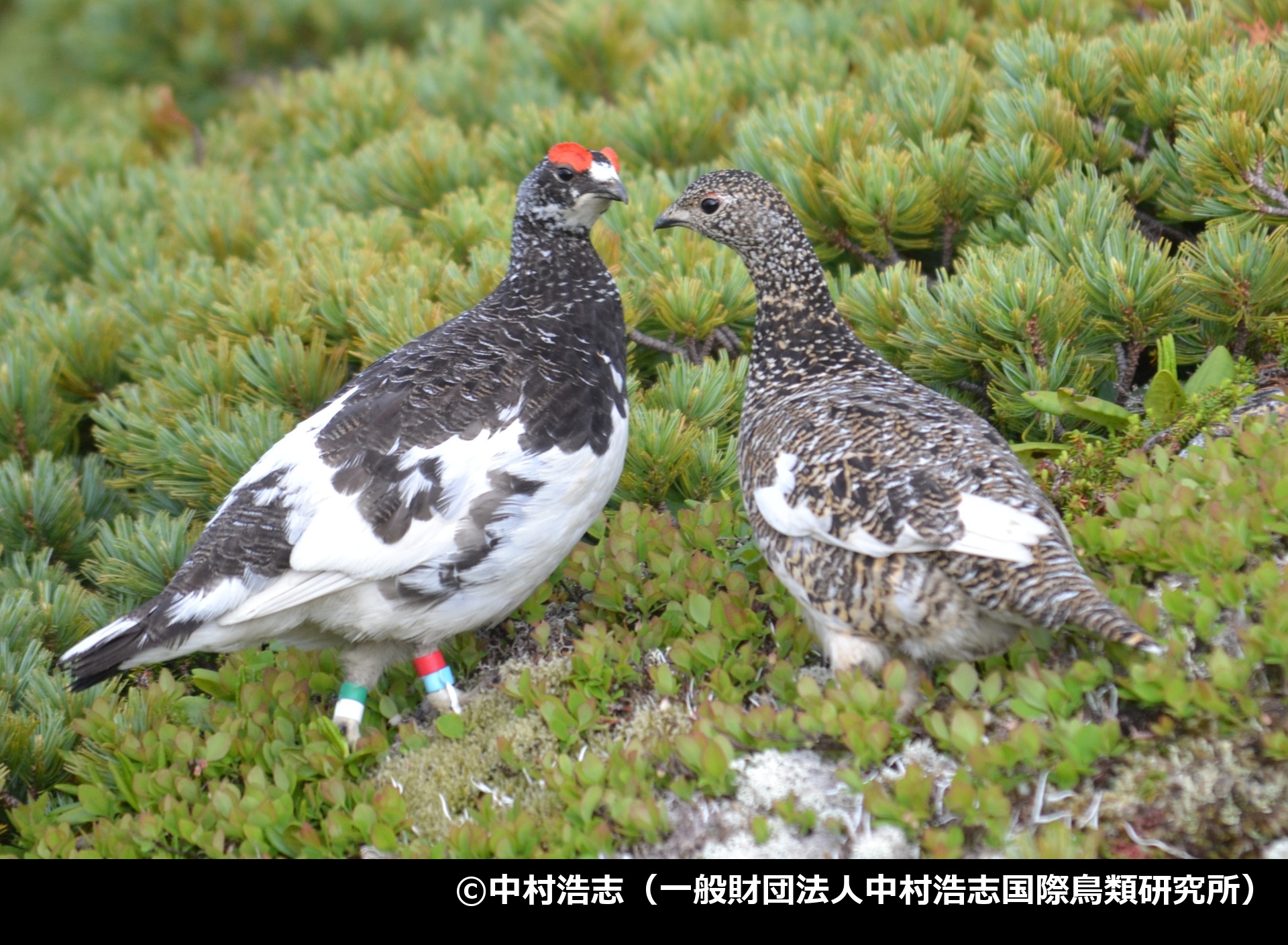 「ライチョウ」の写真2