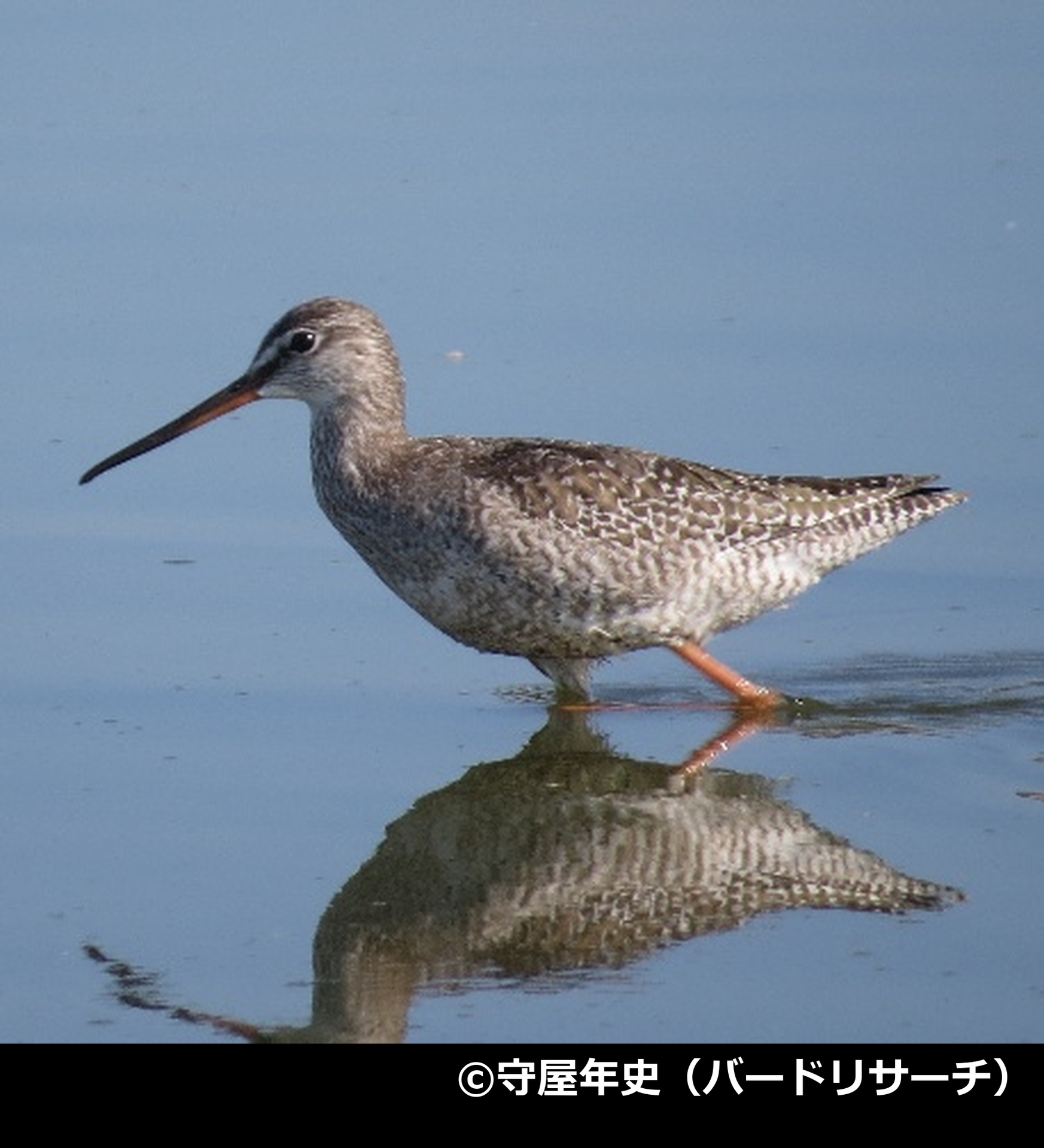 「ツルシギ」の写真2