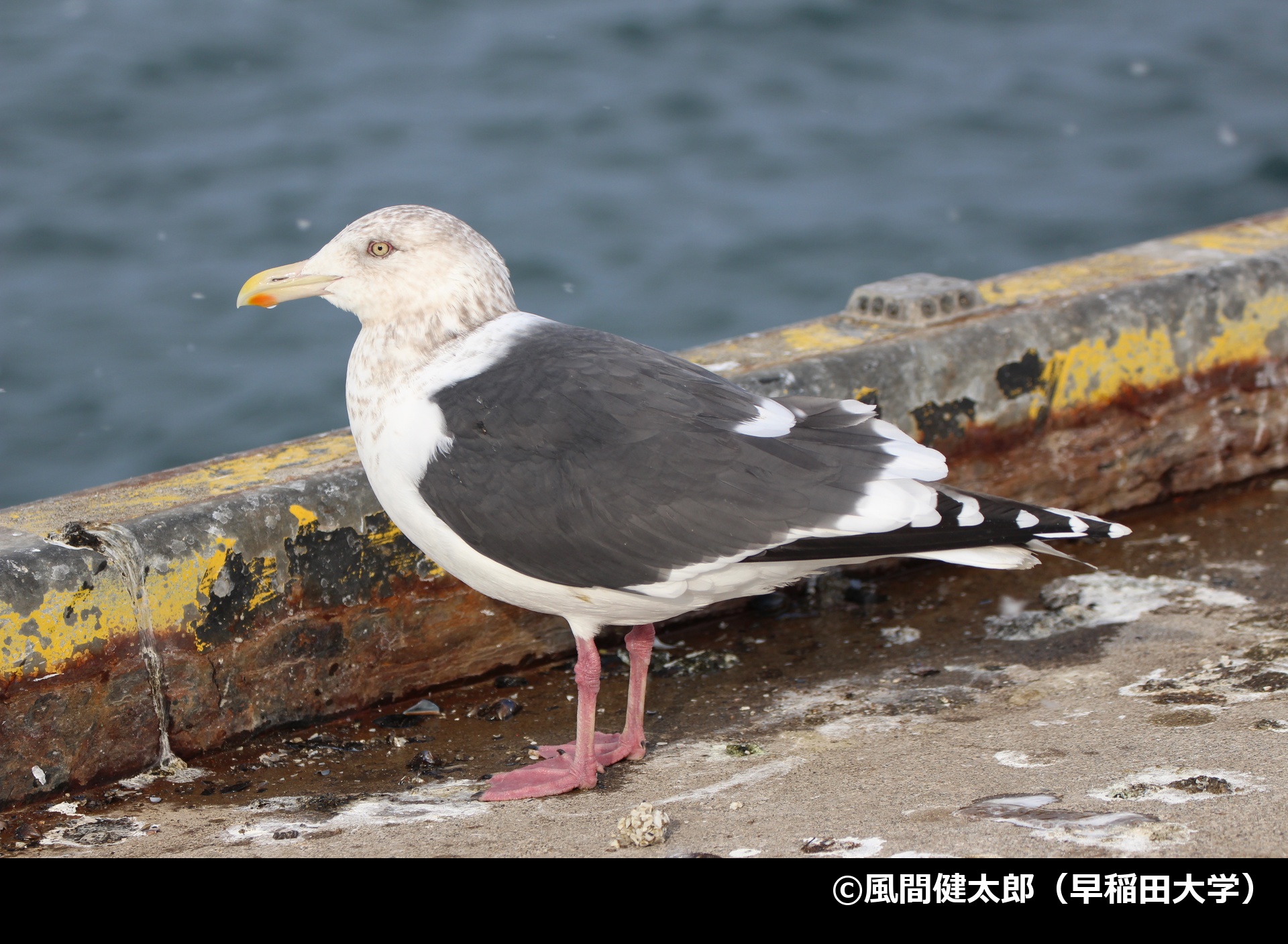 「オオセグロカモメ」の写真1