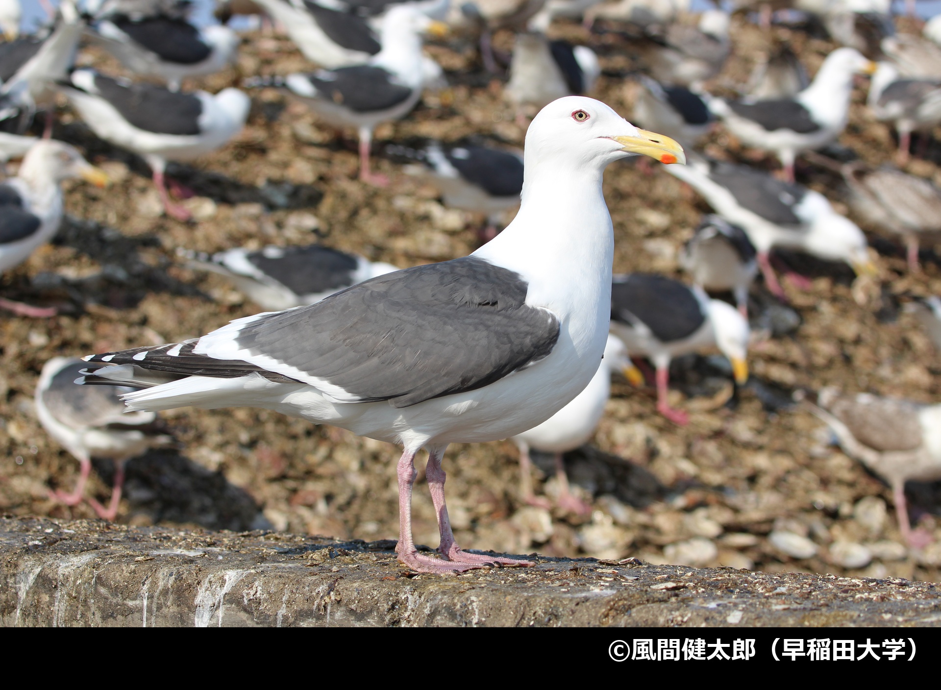 「オオセグロカモメ」の写真2