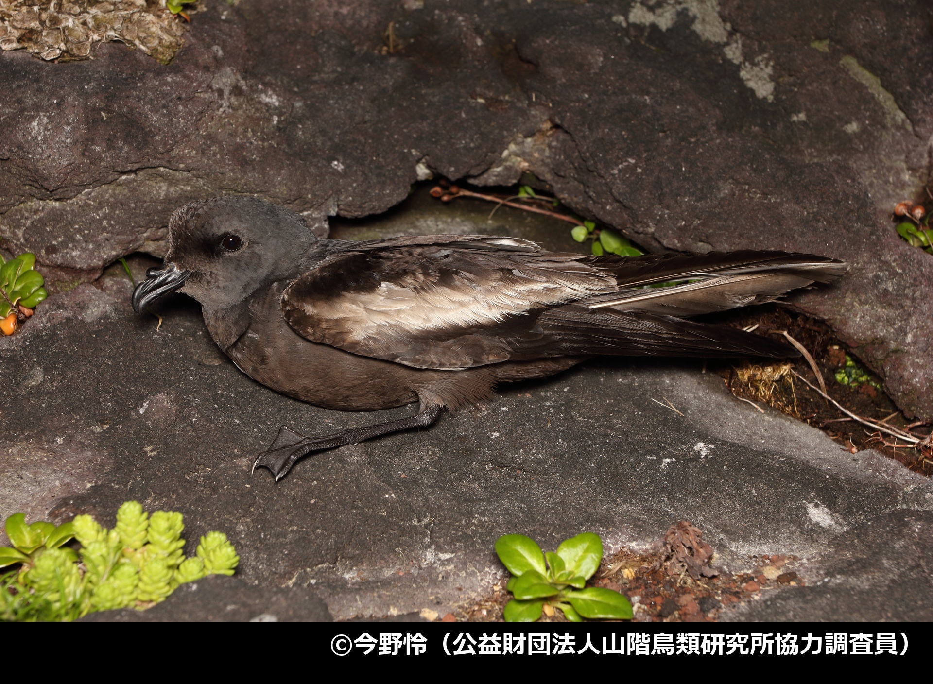 「オーストンウミツバメ」の写真1