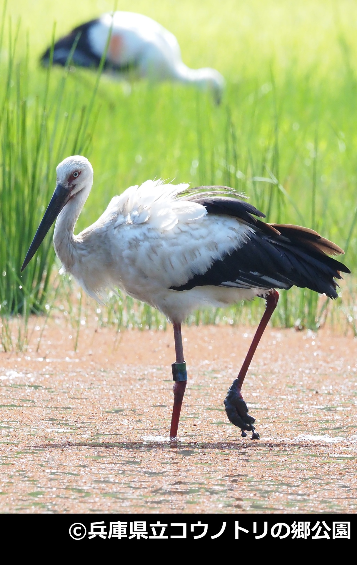 「コウノトリ」の写真1