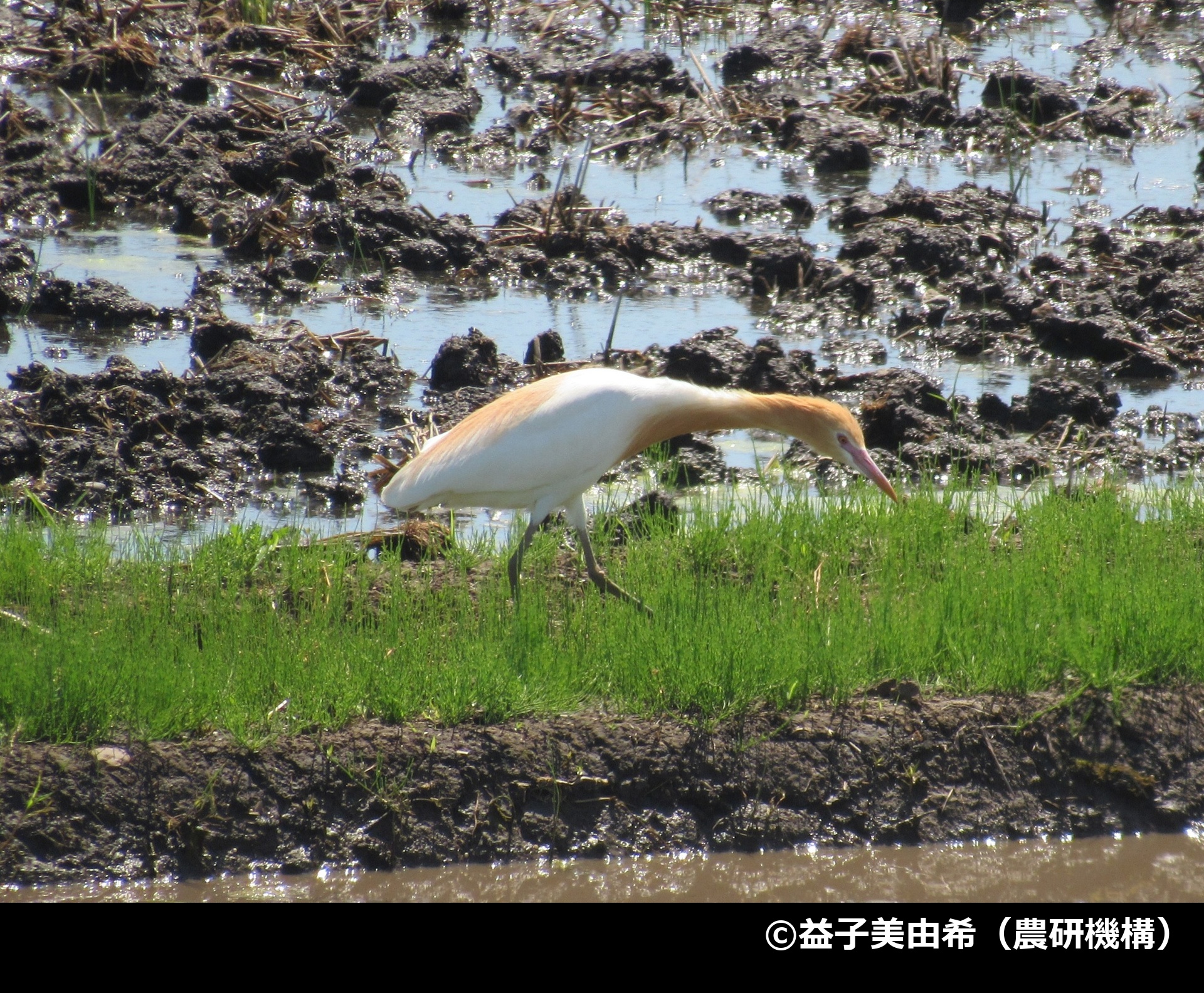 「アマサギ」の写真1