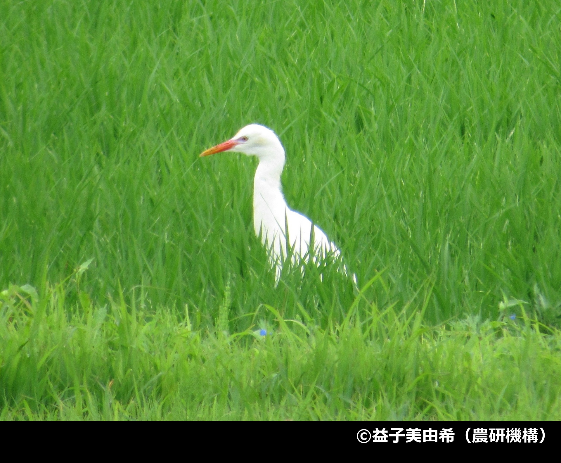 「アマサギ」の写真2