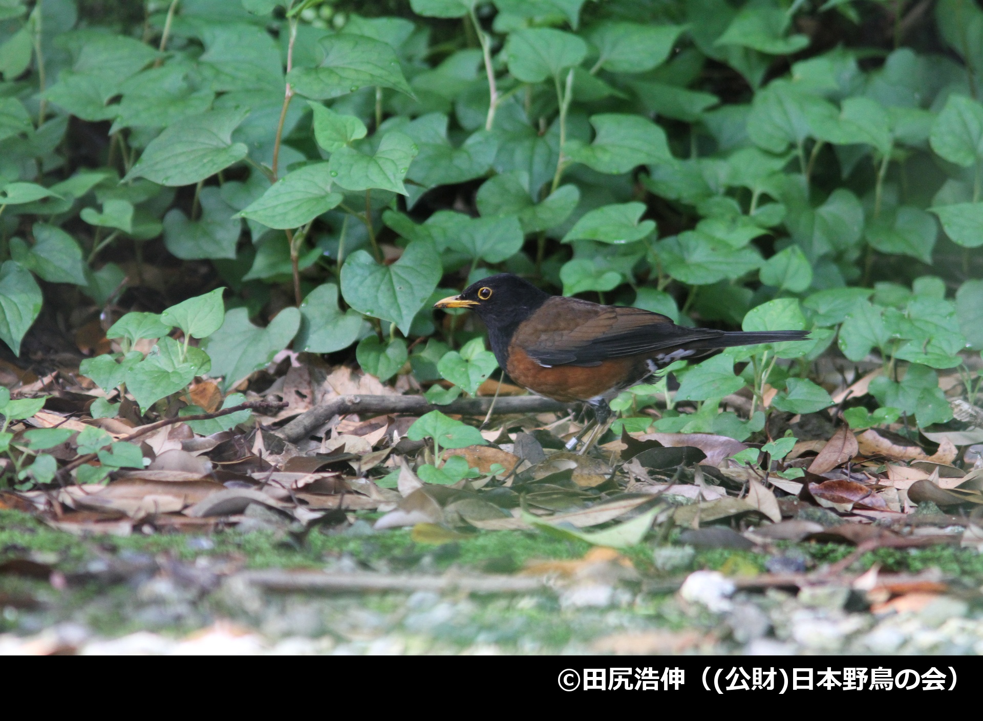 「アカコッコ」の写真1