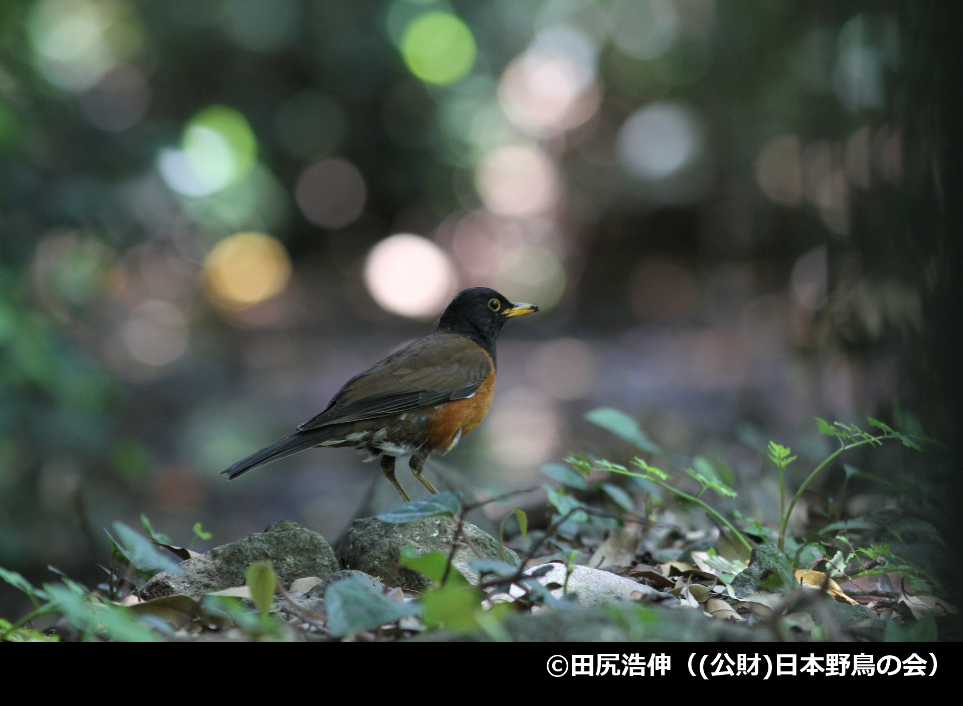 「アカコッコ」の写真2