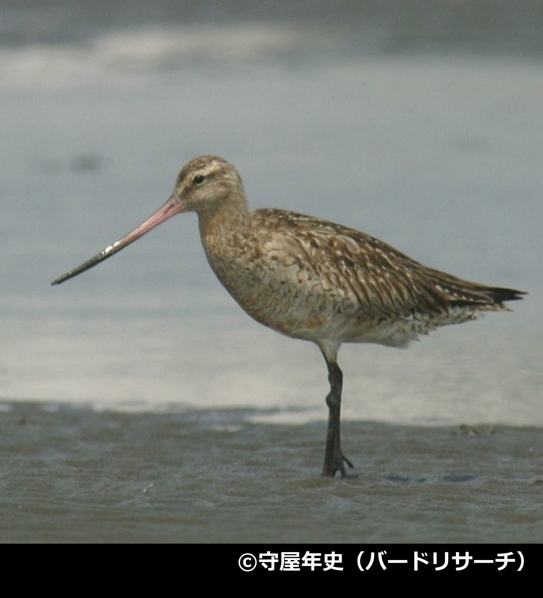 「オオソリハシシギ」の写真2