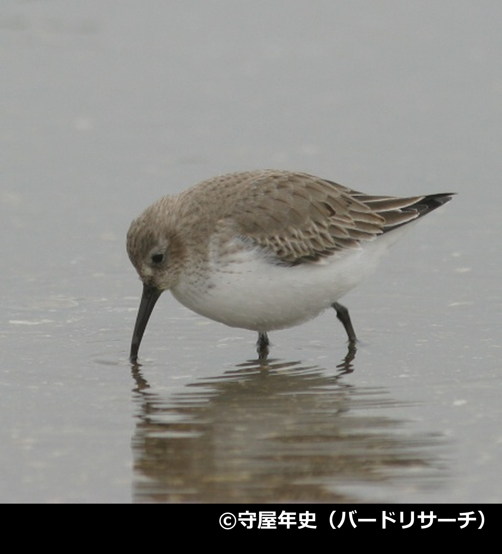 「ハマシギ」の写真2