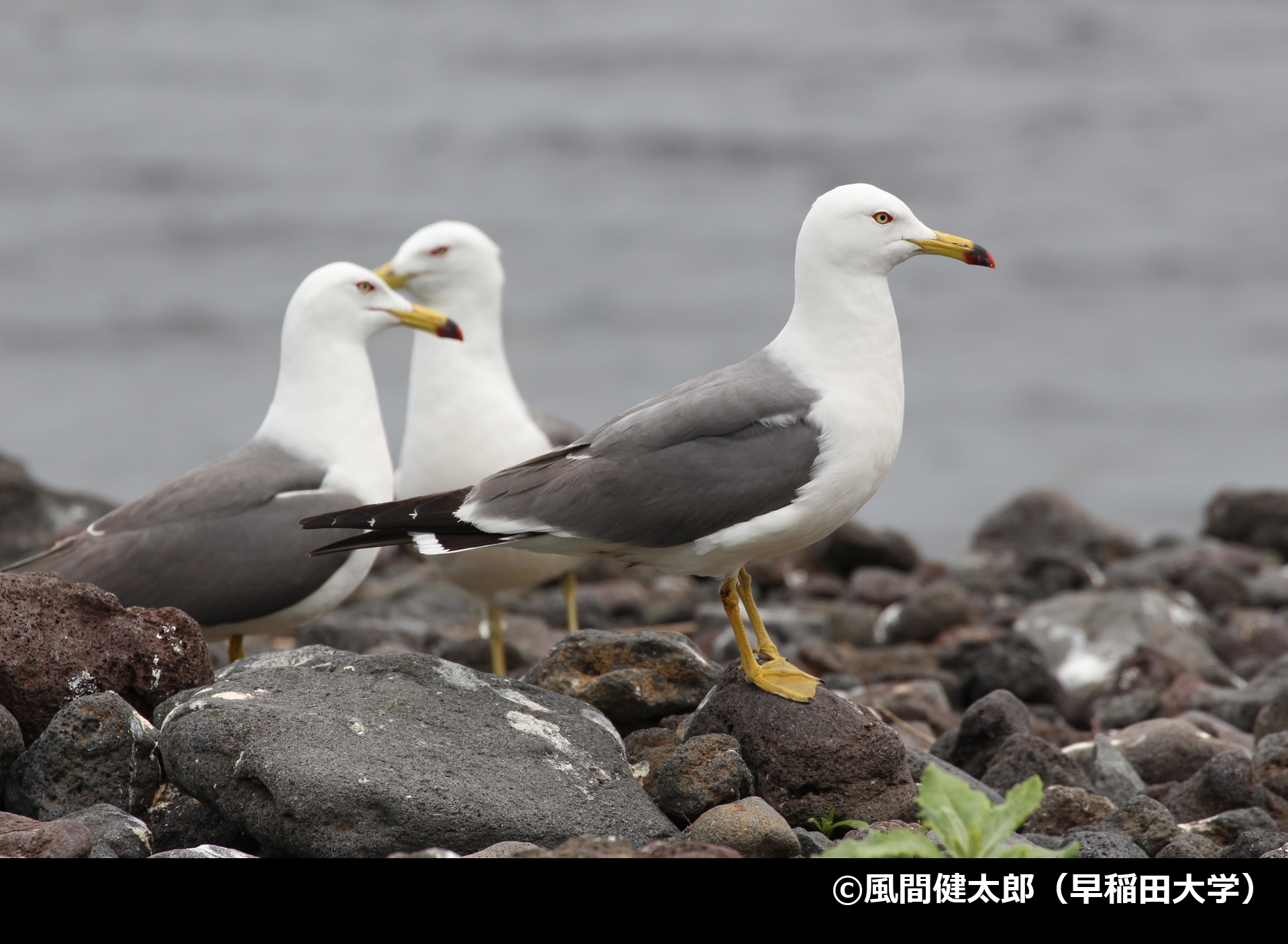 「ウミネコ」の写真1