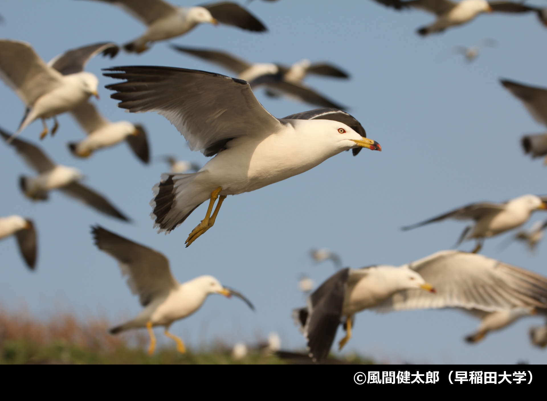 「ウミネコ」の写真2