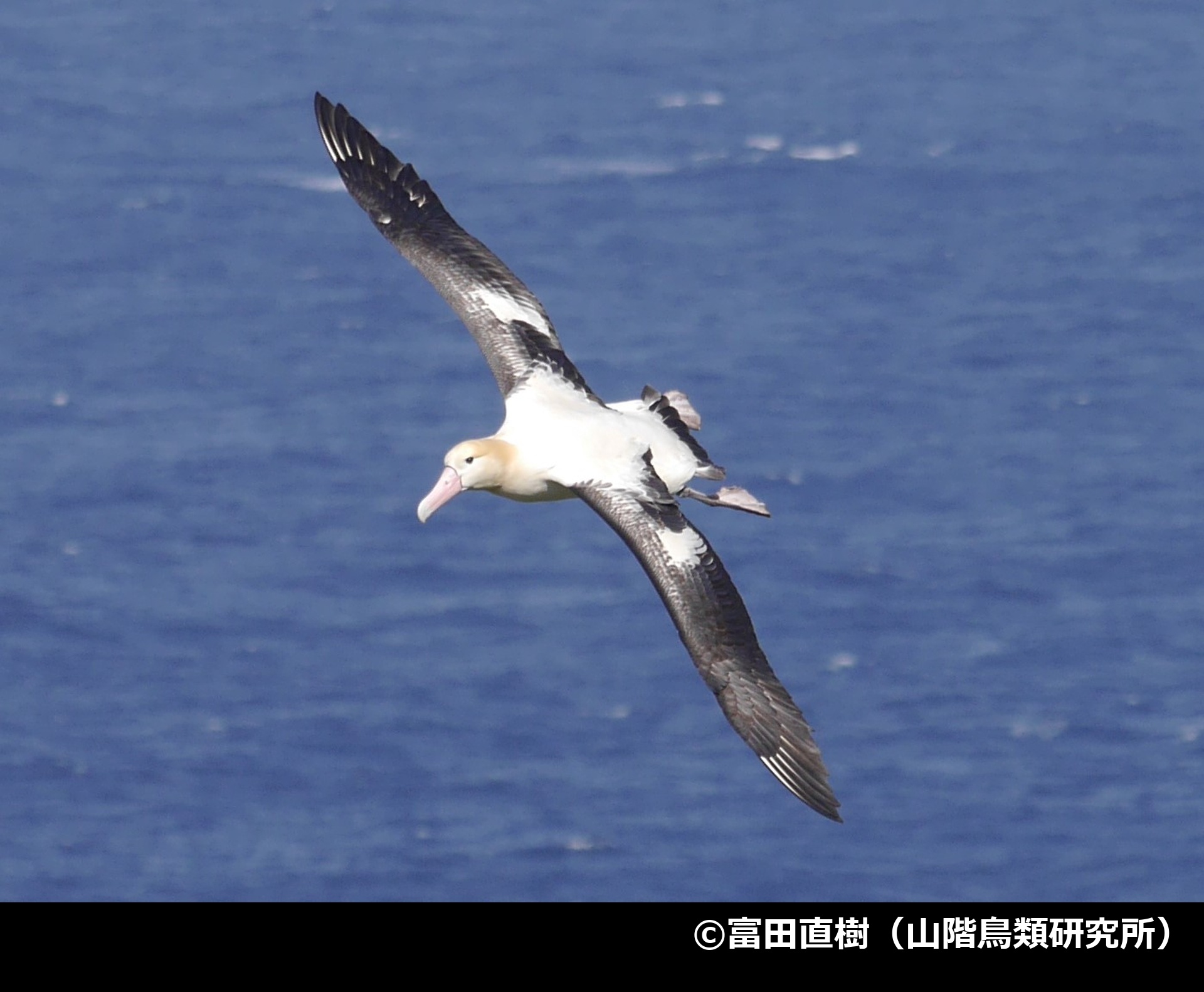 「アホウドリ」の写真1
