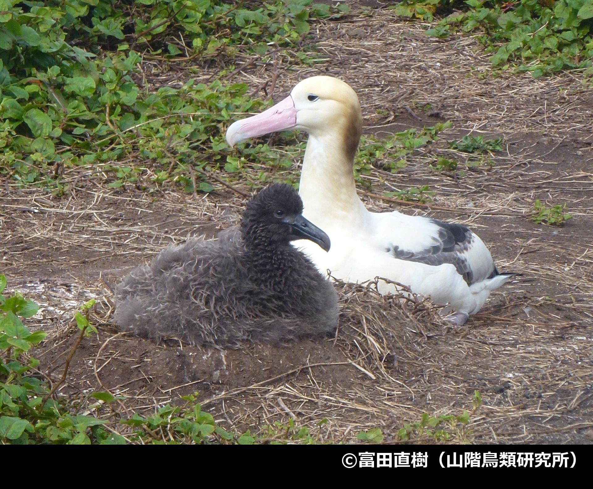 「アホウドリ」の写真2