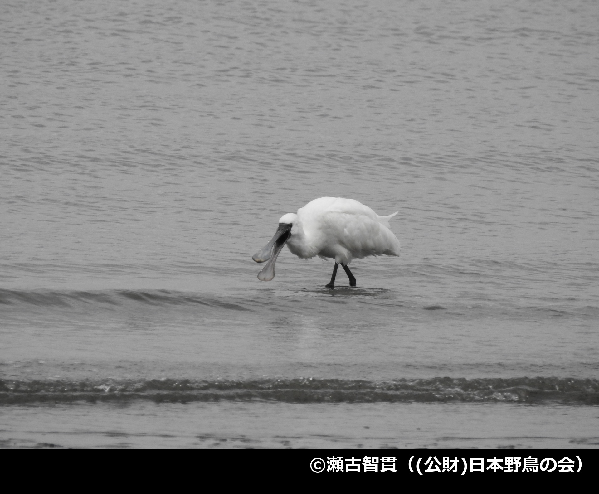 「クロツラヘラサギ」の写真1