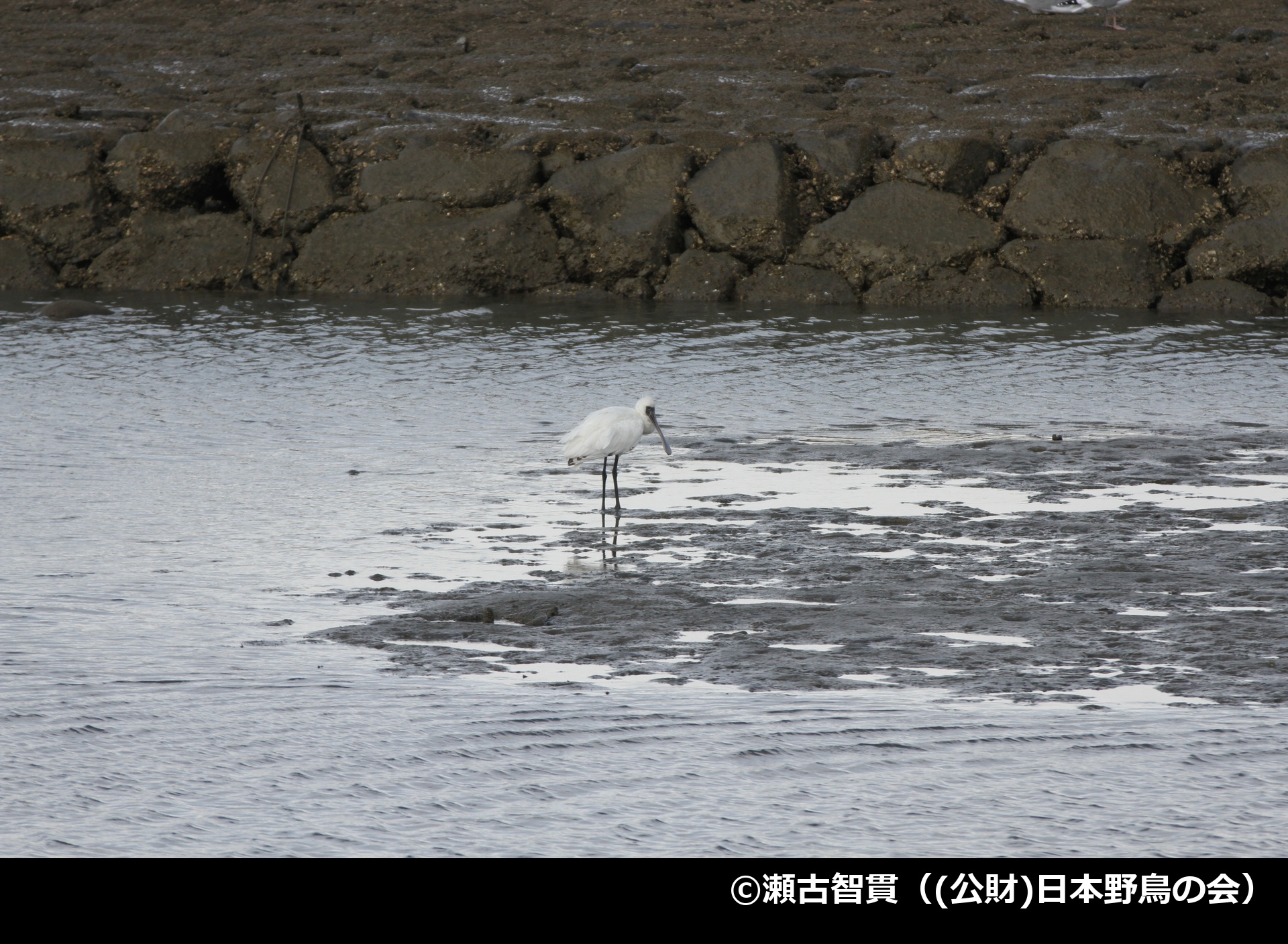 「クロツラヘラサギ」の写真2