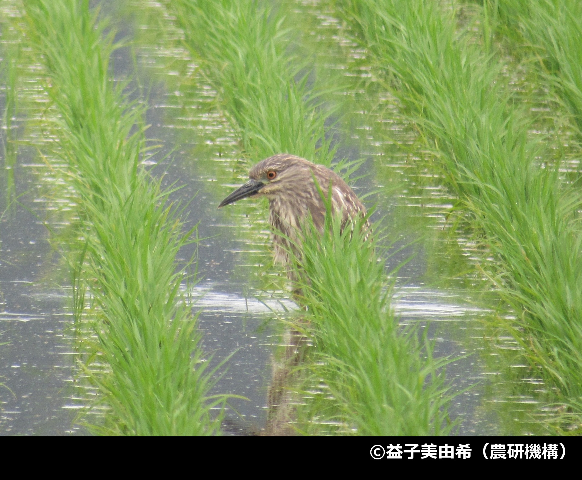 「ゴイサギ」の写真2