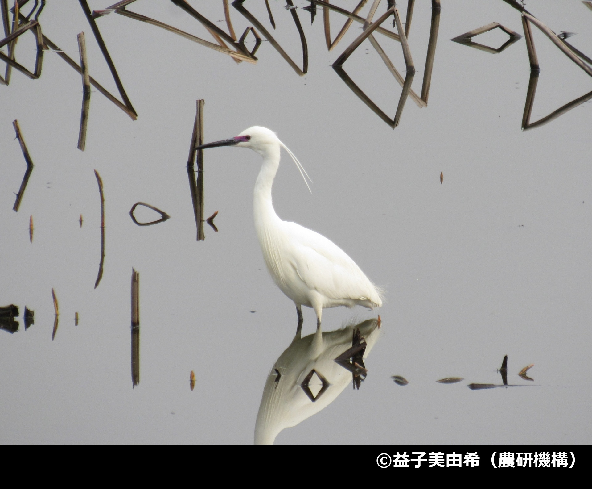 「コサギ」の写真1