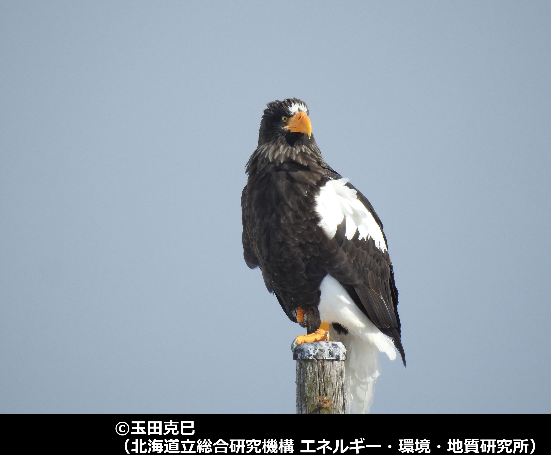 「オオワシ」の写真1