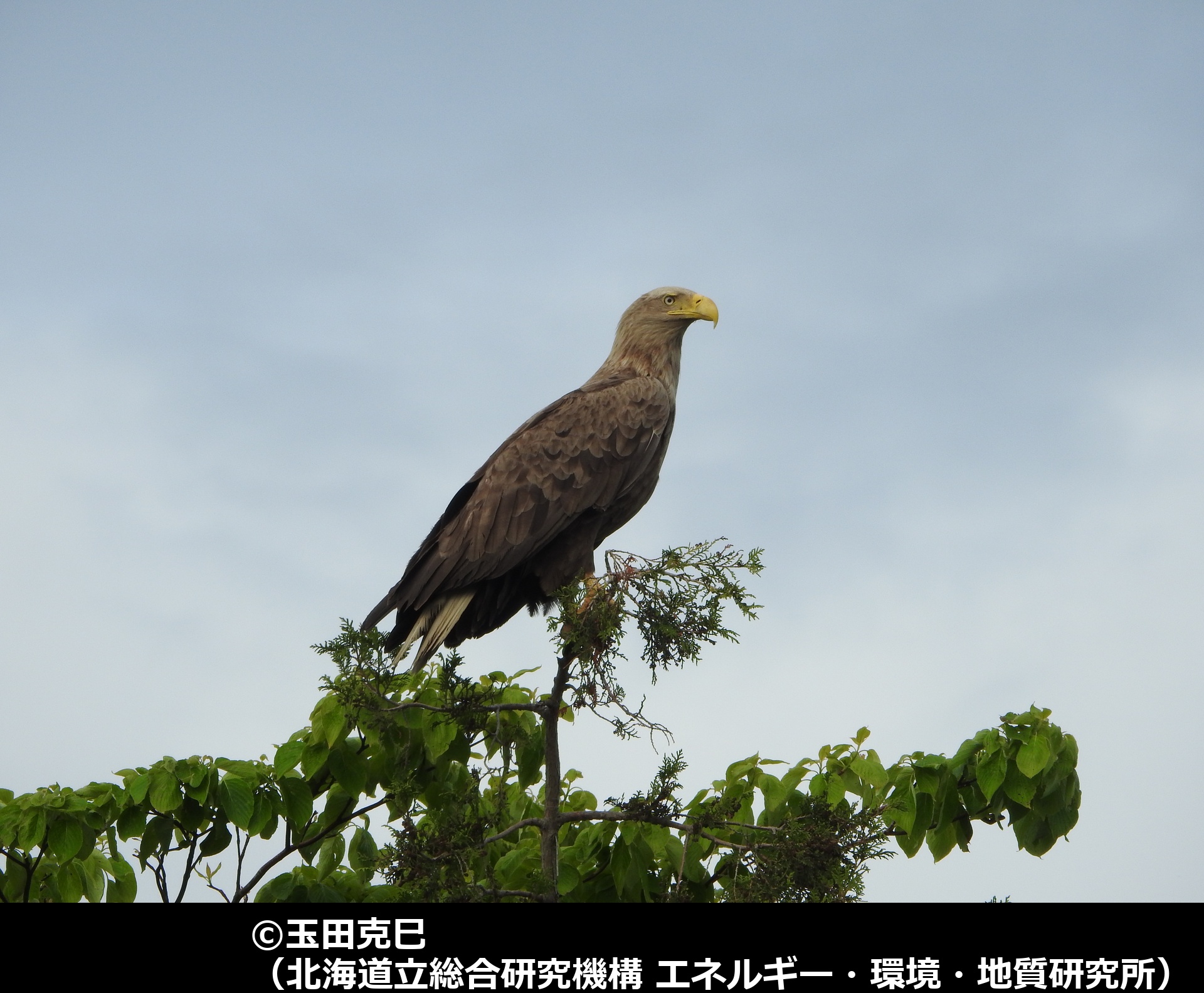「オジロワシ」の写真1