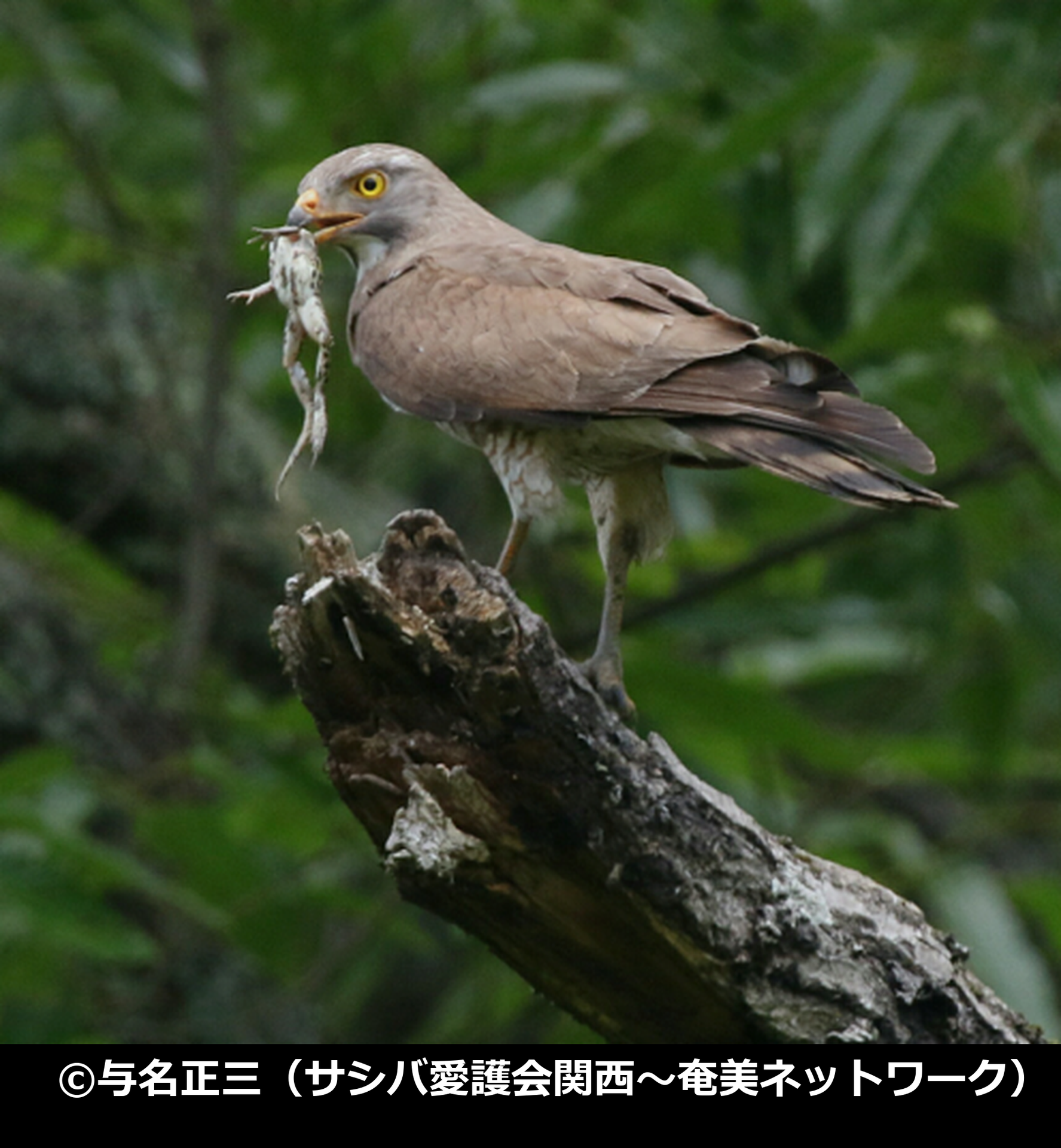 「サシバ」の写真1