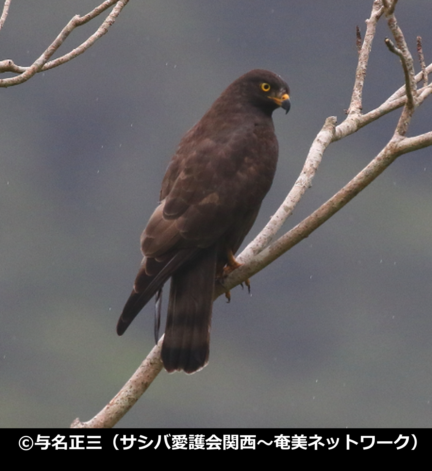 「サシバ」の写真2
