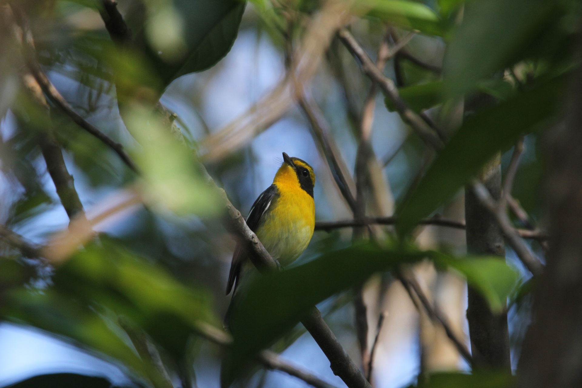 「リュウキュウキビタキ」の写真1