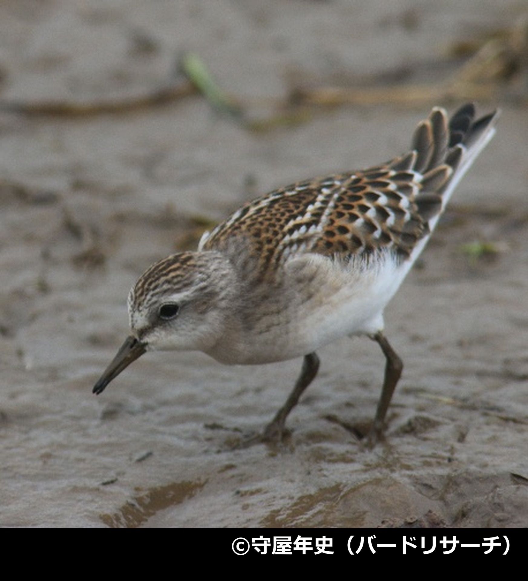 「トウネン」の写真2